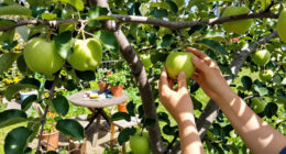 10 Best Self-Pollinating Fruit Trees in 2026
