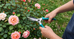 11 Best Rose Pruning Tools in 2026
