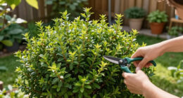 12 Best Fast-Growing Shrubs in 2026