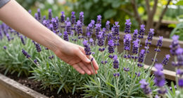 12 Best Purple Perennial Plants in 2026