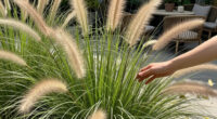 13 Best Ornamental Grasses in 2026