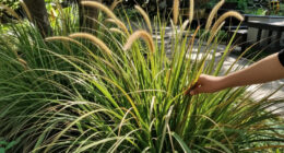 13 Best Ornamental Grasses in 2026