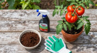 13 Best Tomato Fertilizers in 2026