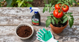 13 Best Tomato Fertilizers in 2026