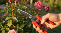15 Best Rose Pruning Tools in 2026