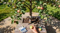 5 Self-Pollinating Fruit Trees To Plant This Fall – You Only Need One Tree To Grow A Huge Crop Of Delicious Fruit
