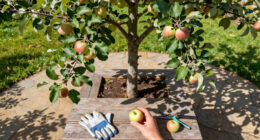 5 Self-Pollinating Fruit Trees To Plant This Fall – You Only Need One Tree To Grow A Huge Crop Of Delicious Fruit