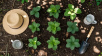 6 Best Shade Ground Cover Plants in 2026