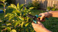 6 Plants You Should Prune In September For A Tidy Fall Garden – Plus, Which Plants You Should Leave