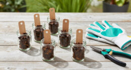 6 Softwood Cuttings To Take In August To Multiply Your Garden For Free