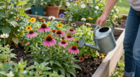 7 Best Native Perennial Plants in 2026
