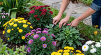 9 Best Fall-Blooming Perennial Plants in 2026