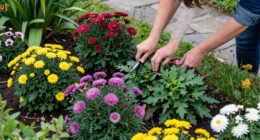 9 Best Fall-Blooming Perennial Plants in 2026