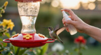 Ants On Your Hummingbird Feeder? 5 Easy, Natural Solutions To Try