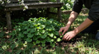 Forget Patchy Grass! This Pretty Ground Cover Could Transform Your Shady Garden With Very Little Effort