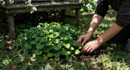 Forget Patchy Grass! This Pretty Ground Cover Could Transform Your Shady Garden With Very Little Effort