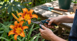 How To Get A Second Flush Of Flowers From Your Daylilies – Plus, This Easy Trick Keeps Plants Looking Fresh