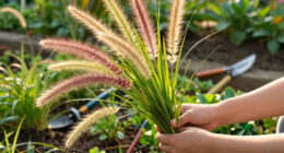 Plant These 6 Ornamental Grasses In August – For Effortless Movement, Texture And Lush Fall Drama
