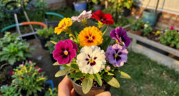 This Colorful Perennial Is Quietly Replacing Mums – It Blooms For Weeks Into Fall And Pollinators Love It