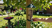 Turn Your Yard Into A Migrating Bird's Favorite Pit Stop – Add These 4 Elements To Your Garden To Help Them On Their Journey