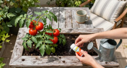 Weekend Win: Boost Patio Containers With Tomato Feed To Encourage A Last Flush Of Flowers