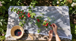 13 Best Berry Protection Netting in 2026