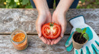 Can I Save Tomato Seeds? How To Harvest Seeds In September For Free Plants Next Year