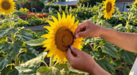 Can You Take Seeds From Public Plants? The Legal Rules Gardeners Should Know Before Pocketing Seed Pods