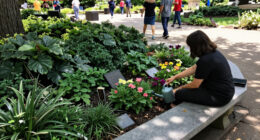 Cleveland Police Hq Memorial Garden In Middlesbrough Surges In Global Coverage