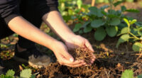 Garden Mythbusters: Do Pine Needles Make Your Soil Dangerously Acidic? Here’s How To Use Them With Confidence
