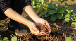 Garden Mythbusters: Do Pine Needles Make Your Soil Dangerously Acidic? Here’s How To Use Them With Confidence