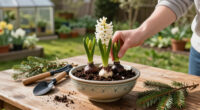 How To Plant Hyacinth Bulbs In September For Bowls Of Fragrant Christmas Flowers