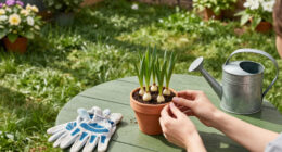 Plant These 6 Bulbs In September For Enchanting Flowers That Appear Like Magic Through Fall