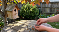 What Backyard Birds Need In September – 6 Easy Ways To Help Them Through Fall