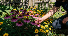 #Wildflowers Trending In The Fediverse