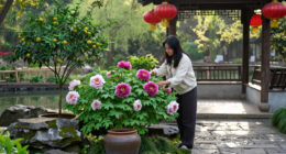 Plants For Luck, Love And Long Life: 9 Chinese Garden Favourites