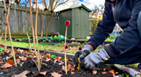 These 7 Plants Might Look Messy In October, But Resist Cutting Back Until Spring And Your Backyard Will Thank You