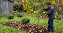 Think Twice Before Pruning Trees In October – Only These 3 Exceptions Can Tolerate A Light Trim