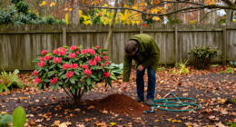 What To Do With Azaleas And Rhododendrons In Fall – 7 Winter Prep Tips To Protect Next Spring's Blooms