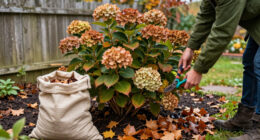 What To Do With Hydrangeas In October To Set Your Plants Up For Winter